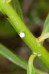 Green milkweed